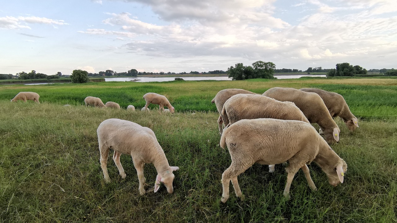 Photo of Others in Neuengamme