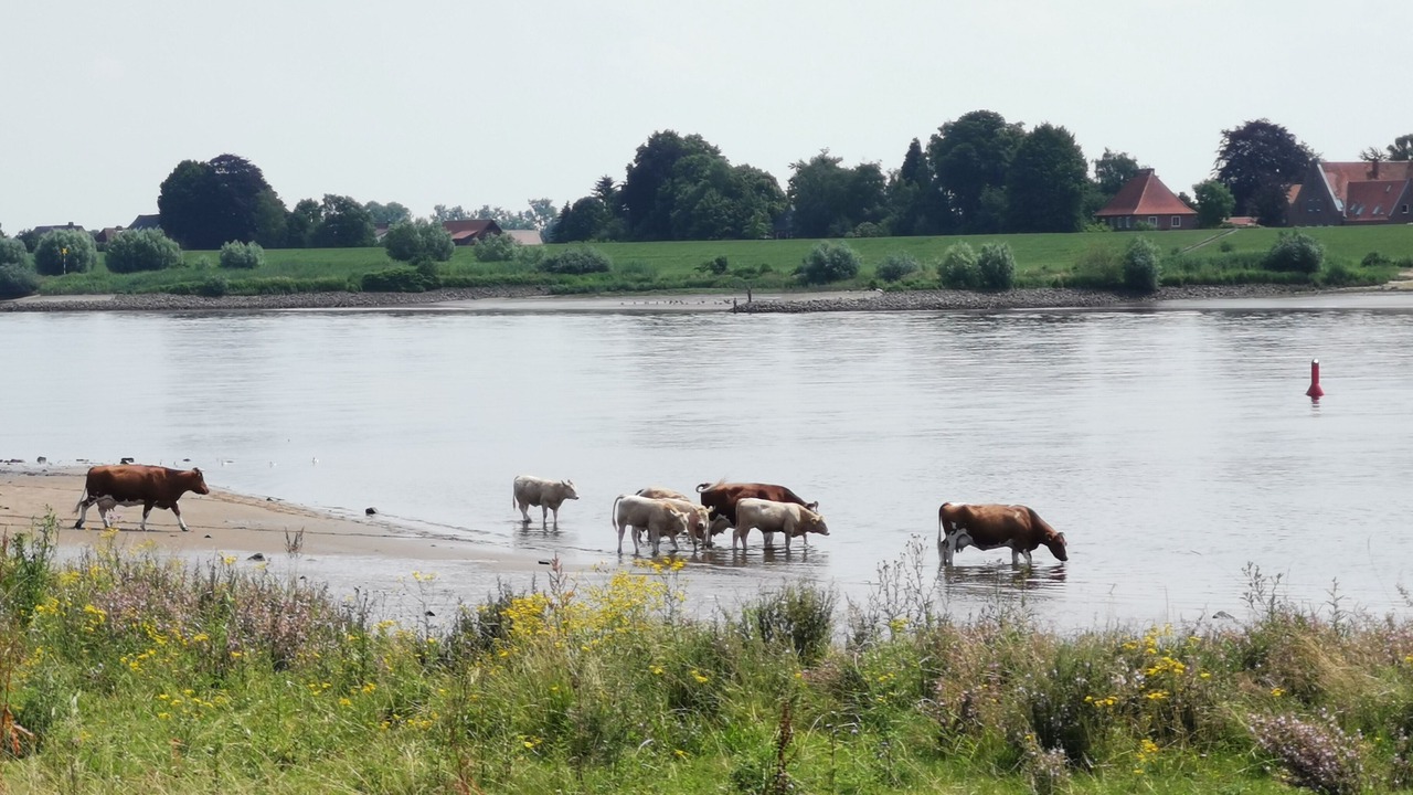 Photo of Others in Neuengamme