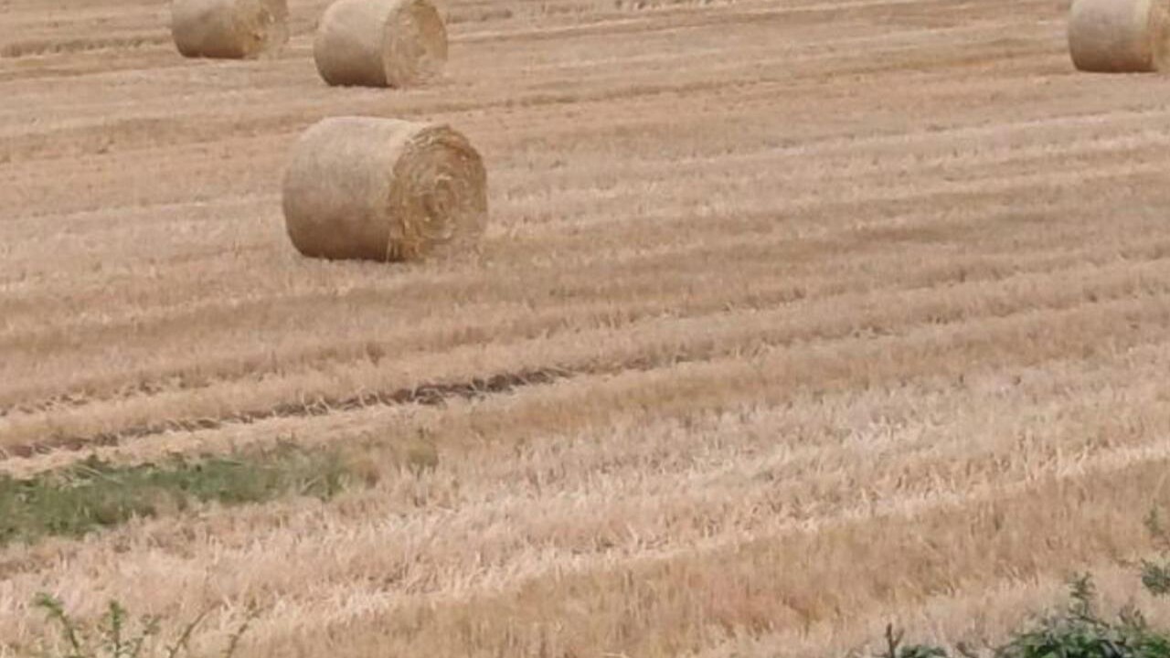 Photo of Others in Malton